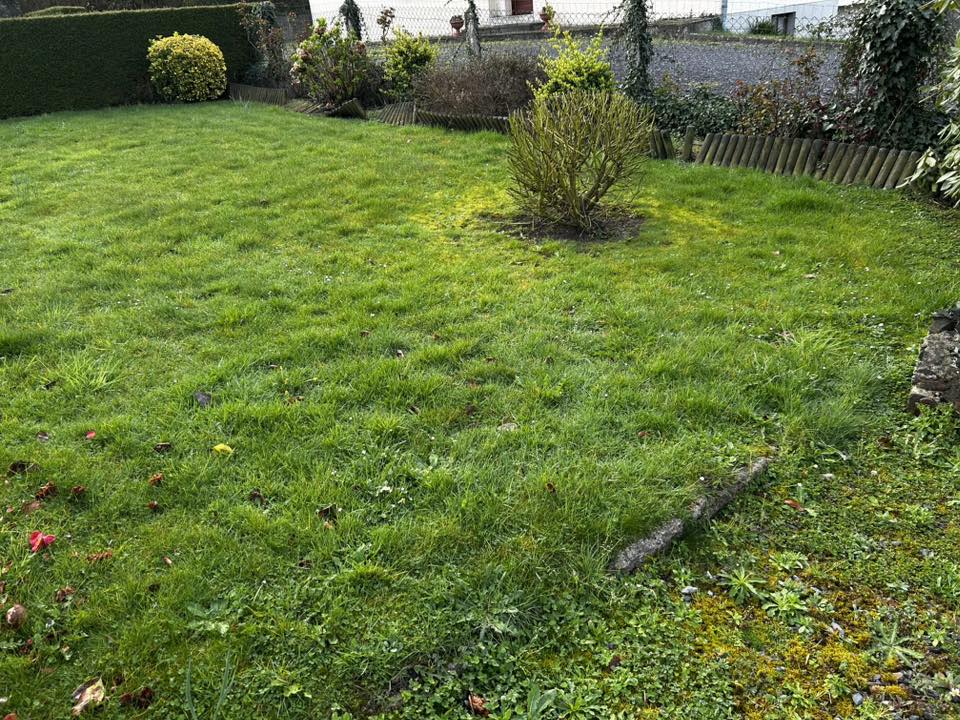 Jardin pelouse verte arbuste central entouré de haies par Paysag & Nous