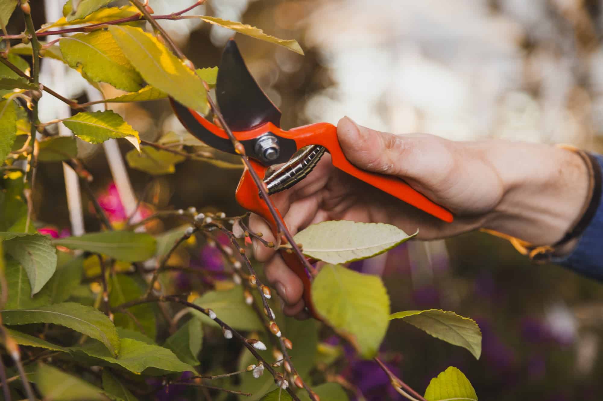 Tonte jardin professionnel à Périers : conseils et budget
