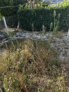 Nettoyage de jardin et taille haie à Saint-Lô